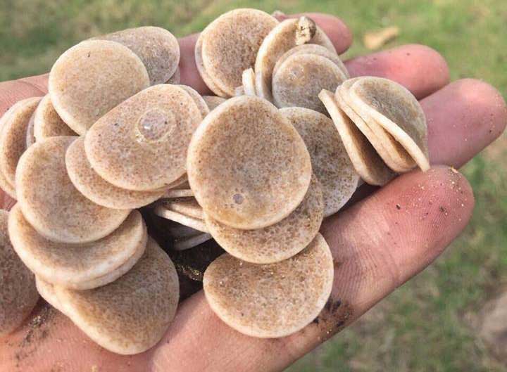 GIÁ THỂ MBBR BIO CHIP 30 (diện tích 5500 m2/m3)